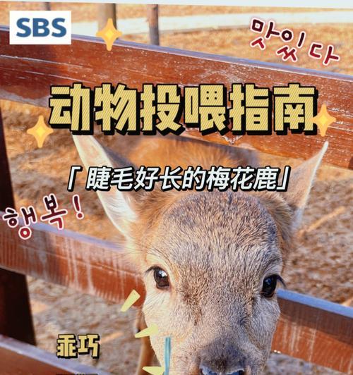 萌宠隐藏技能制作攻略（揭秘宠物身上的神秘技能，带你打造特殊宠物）