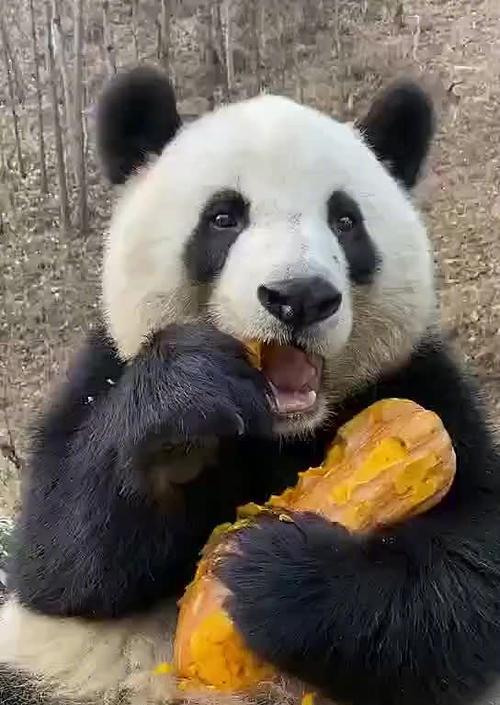 以远征2手游宠物熊猫攻略（打造强大的熊猫战队，征服远征之路）